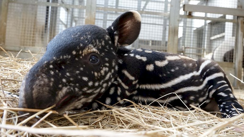 北市動物園馬來貘寶寶命名投票開跑 9/3截止
