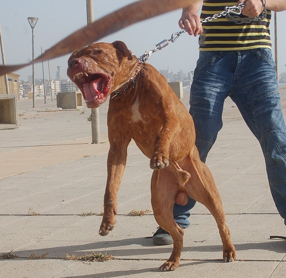 泰國比特犬攻擊民眾致死頻傳 政府擬立法防犬隻傷人