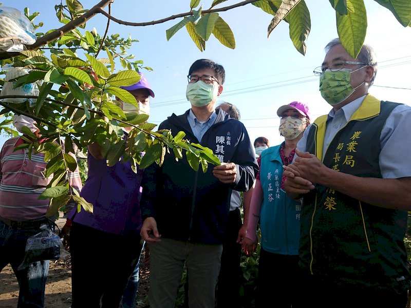 中國突禁台灣蓮霧、釋迦 陳其邁：配合中央行銷穩定價格