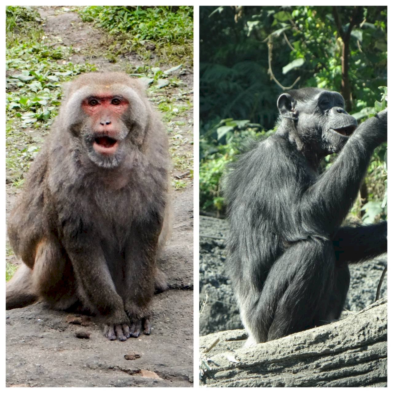 北市動物園辦線上「慰靈祭」  為往生動物超渡