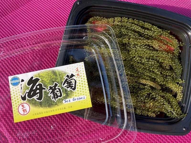 綠色魚子醬養殖成功  金門水試所海葡萄上市