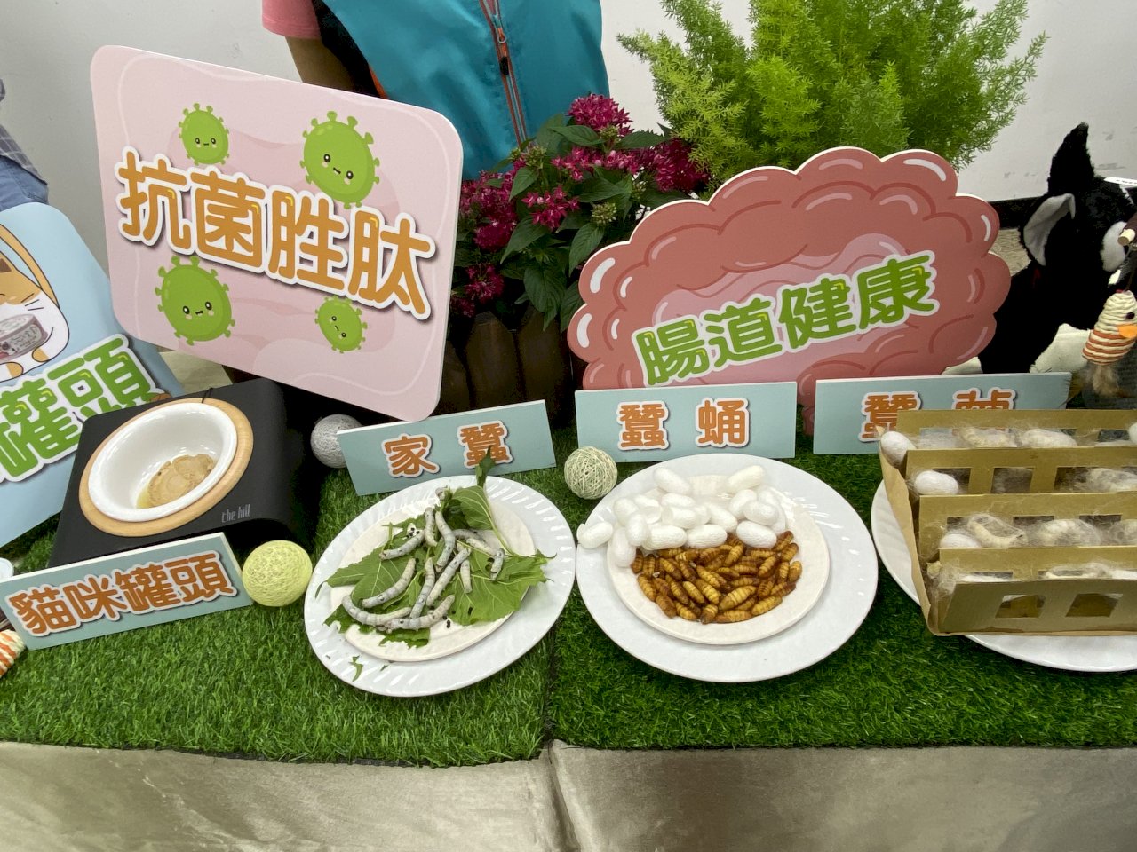 國內首支蠶蛹貓罐頭上市 毛小孩腸道更健康排泄異味大減(影音)