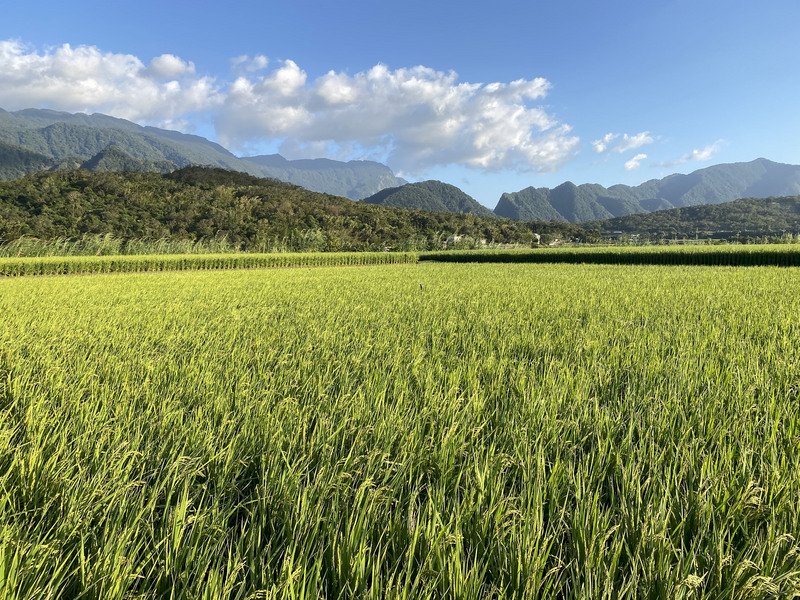 小熊海岸山脈啃稻穗  農會包下田區供「吃到飽」(影音)
