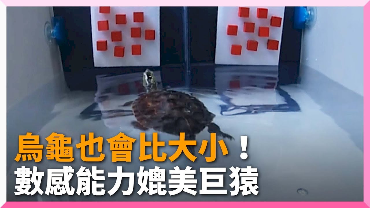 ◎原來烏龜也會比大小！別以為冷血動物不會討拍。