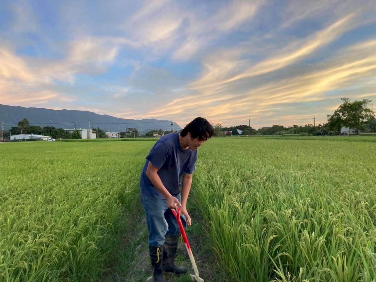 中國禁台灣水果 逼不退愛台斜槓青農