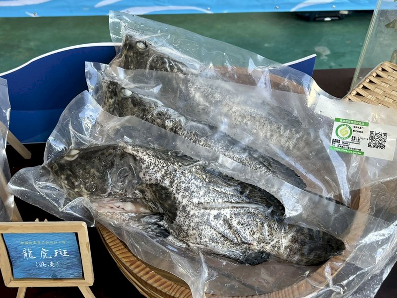 政治卡關？ 台灣石斑魚游不過中國