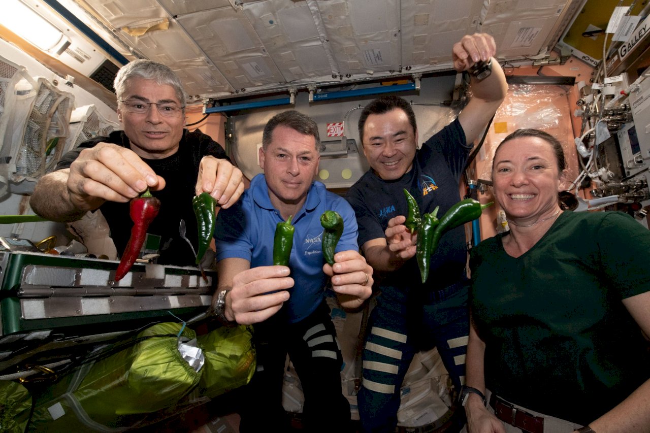 無重力下營養美味 國際太空站歡慶首批辣椒收成