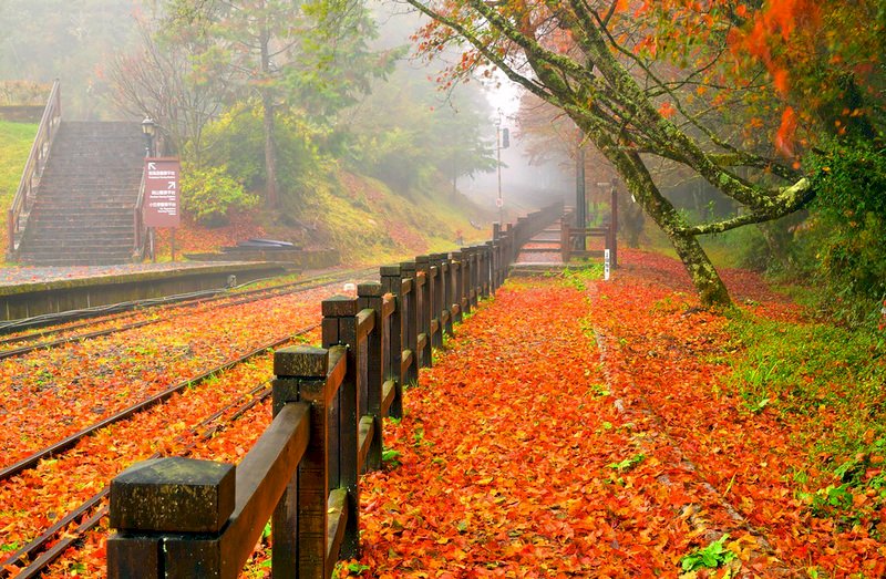 阿里山風雨過後  楓葉落成紅地毯美不勝收