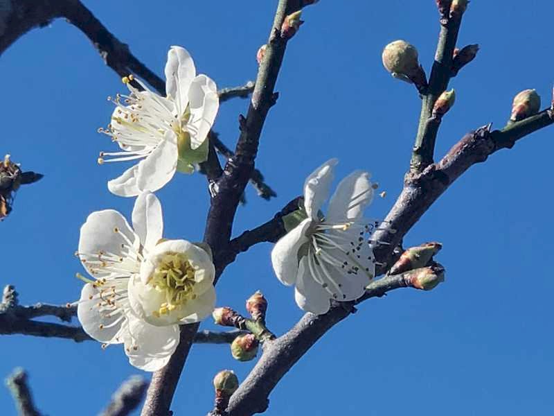 梅花大爆發！未來2週遊賞嘉義梅山公園最佳時機