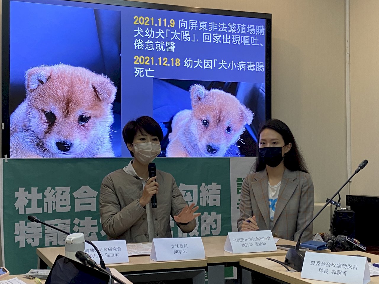 柴犬「太陽」犧牲 動保團體揭繁殖場合法掩護非法黑幕 （影音）