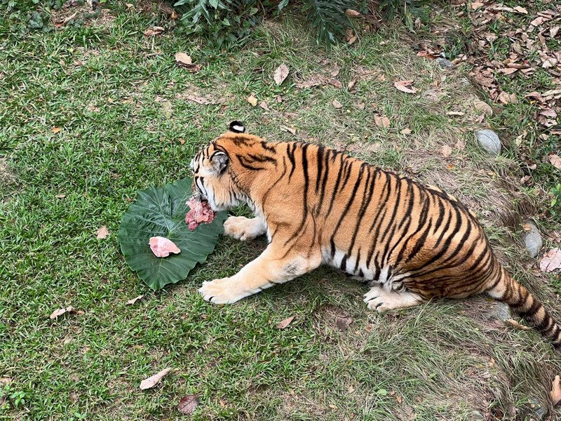 歡喜迎虎年 壽山動物園阿虎大啖饗宴