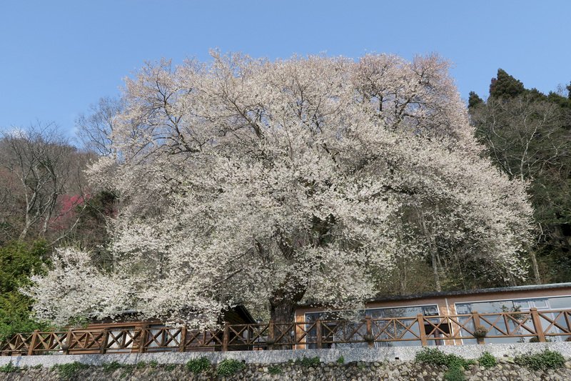 觀霧「霧社櫻王」3月初盛開   如細雪紛飛超美