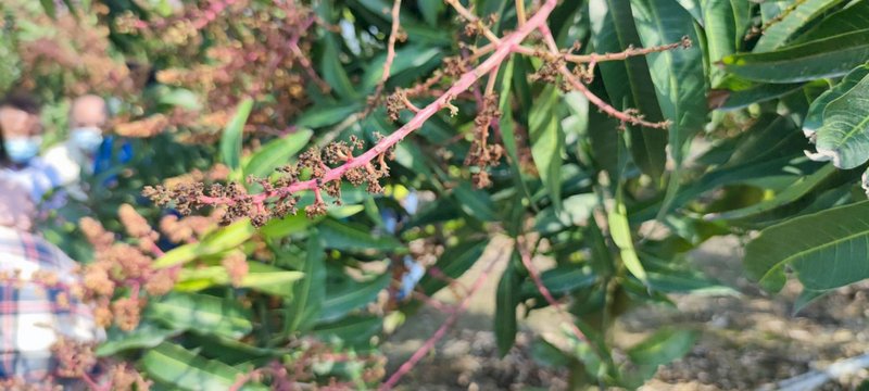 寒流農損  愛文芒果最傷