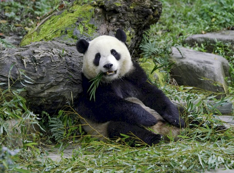 「圓仔」破百公斤直逼爸爸  北市動物園促減肥
