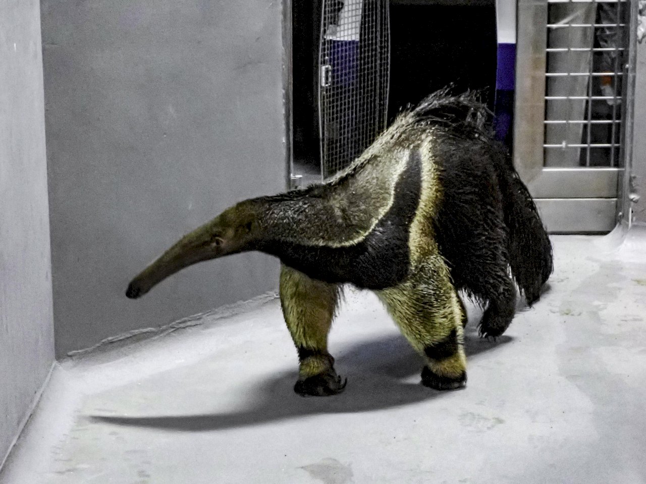 日系「男前」來囉！北市動物園大食蟻獸靚女Cortesa有望脫單