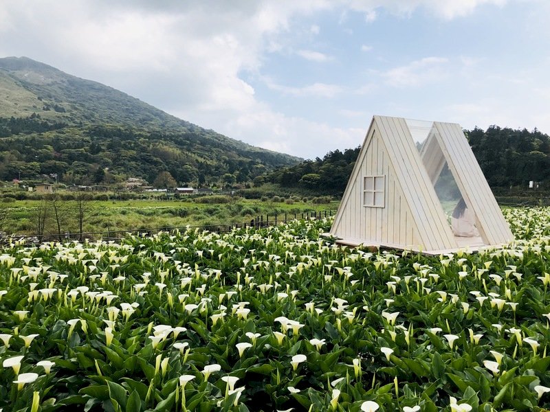 竹子湖海芋季3/18登場  北市設花季專車