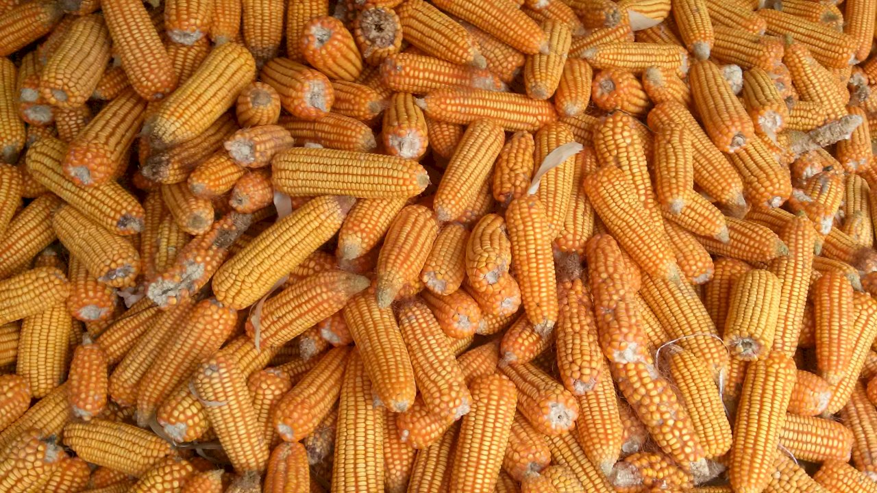 糧食能源存在禁運弱點 中國彌補潛在危機