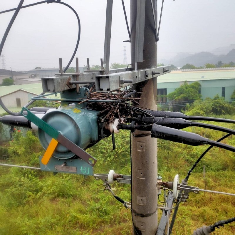 雙北、高雄今再停電 台電：鳥獸因素、電纜故障所致