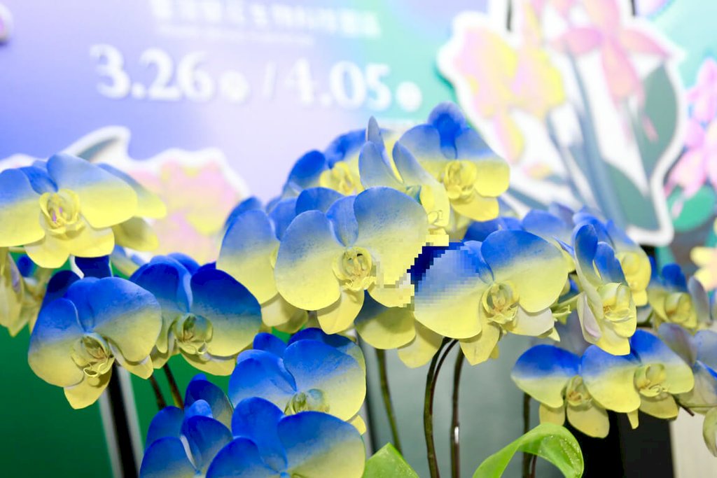 台灣「蘭」相挺！ 烏克蘭駐日大使看到了