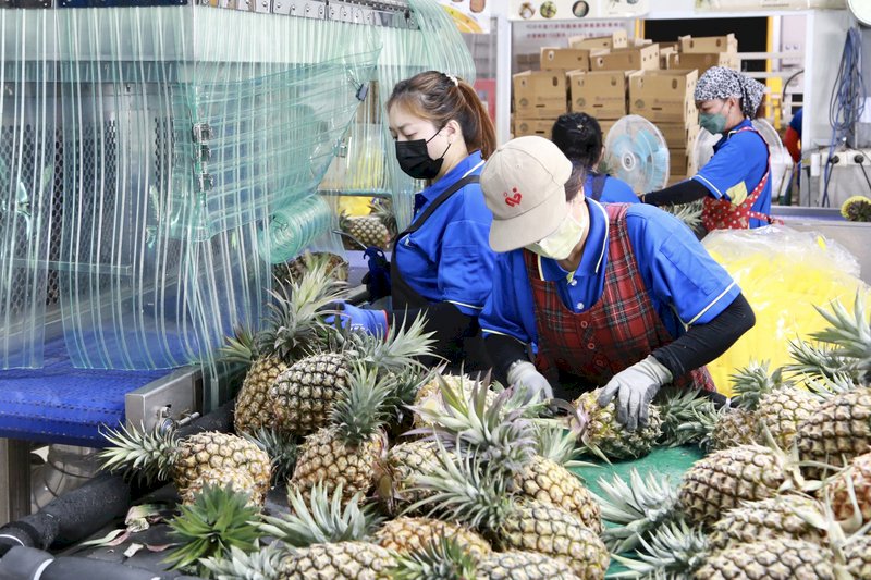 台南鳳梨外銷日本  首批16.8公噸包裝封櫃