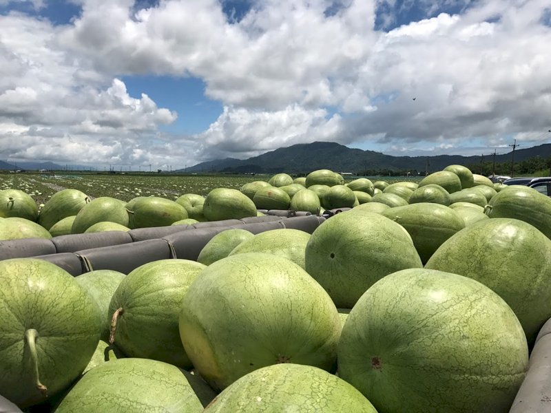 震後花蓮農產運銷受創  農業部補助宅配每件60元