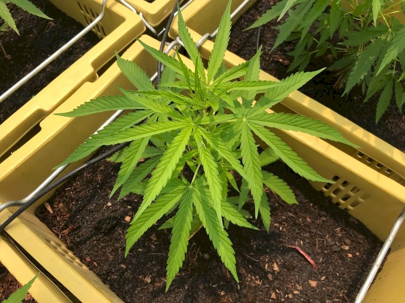 大麻合法化 泰國民眾可無限量在家種供醫療用