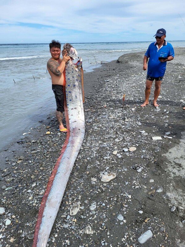 太麻里海邊釣到6米長龍王魚 &nbsp;專家：很罕見