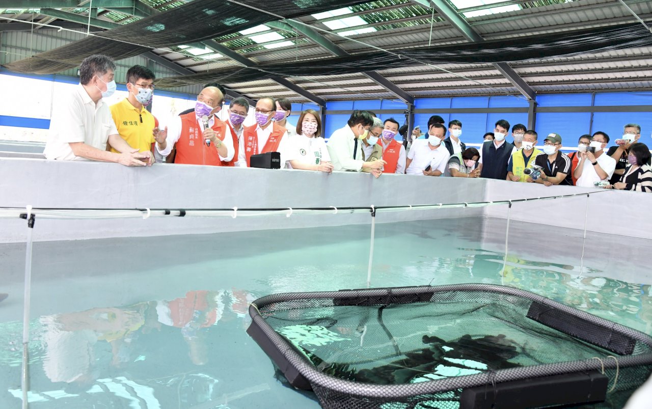 視察石斑魚養殖出口 蘇揆：擴大內銷、擴展外銷 絕不容漁民吃虧