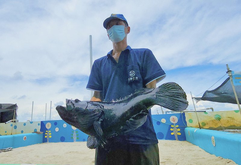 石斑魚產季將至 農委會加強內外市場促銷