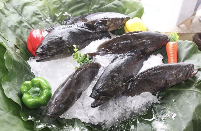 石斑魚風波 潘孟安槓農委會 蘇揆：一起努力才能抗中