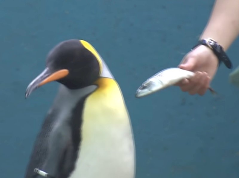 日本水族館因應通膨換飼料 企鵝水獺拒吃低價魚