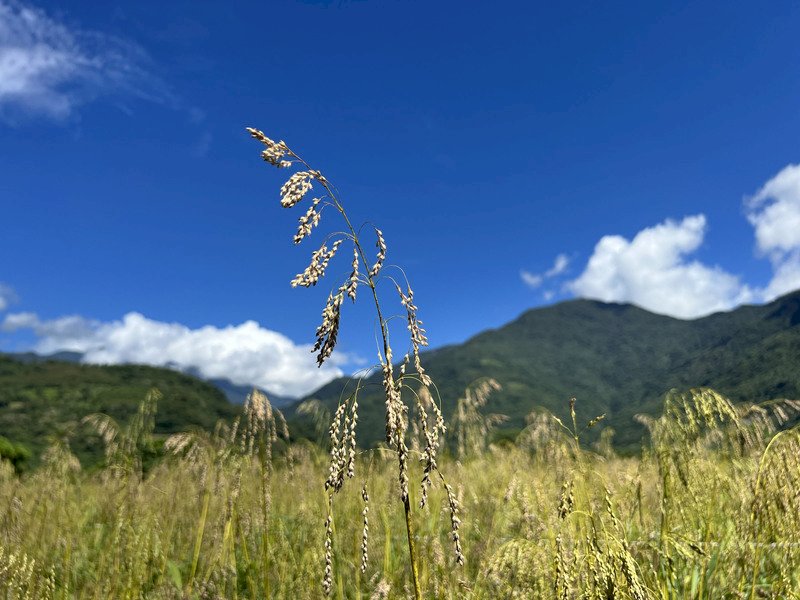 超級未來食物油芒耐旱不怕淹水 永續團體建議推廣