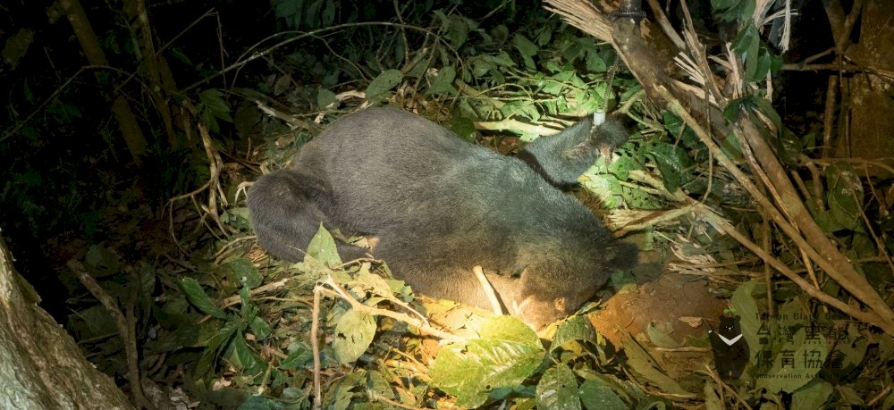 提升黑熊救傷量能  台灣黑熊保育協會東部首設野生動物醫院