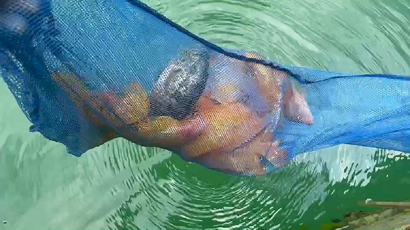 日月潭霸主魚虎橫行 玻璃魚、紅魔鬼魚也威脅生態