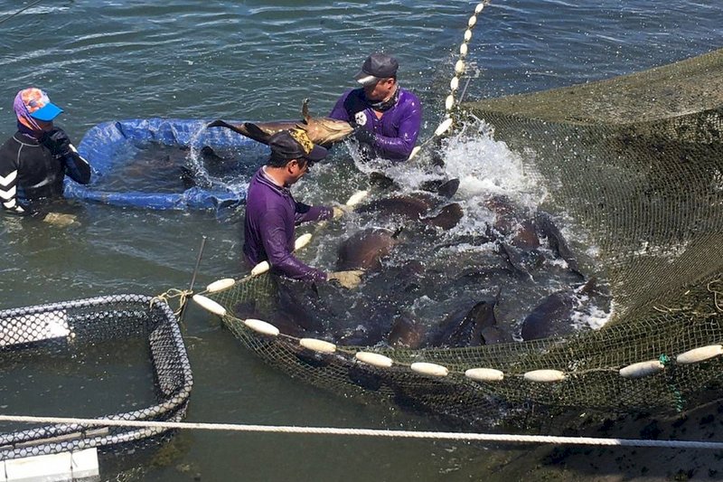 暫停進口、軍演齊來 漁會籲水產品降價促銷吸國內買氣