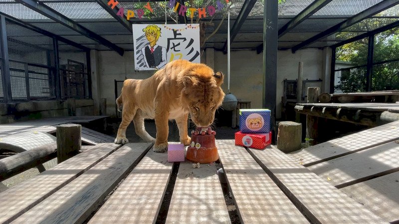 屏科大獅虎阿彪12歲了 特製「肉蛋糕」慶生