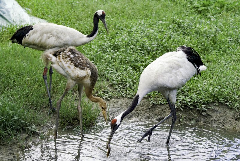 北市動物園丹頂鶴寶寶  命名票選9/9起跑