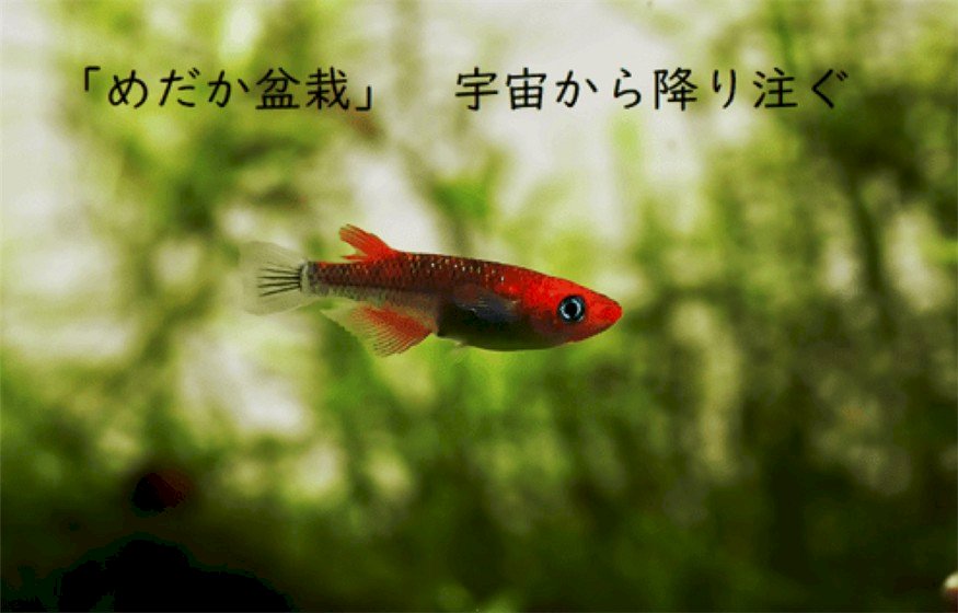 ◎赴日旅遊，你準備好了嗎？會游泳的寶石-稻田魚正夯！