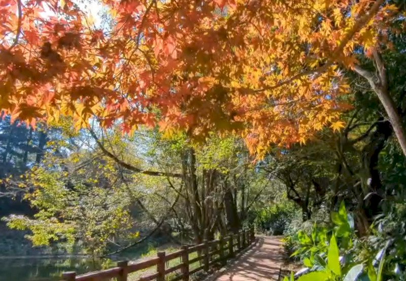 秋高氣爽 台中福壽山農場楓葉紅了(影音)