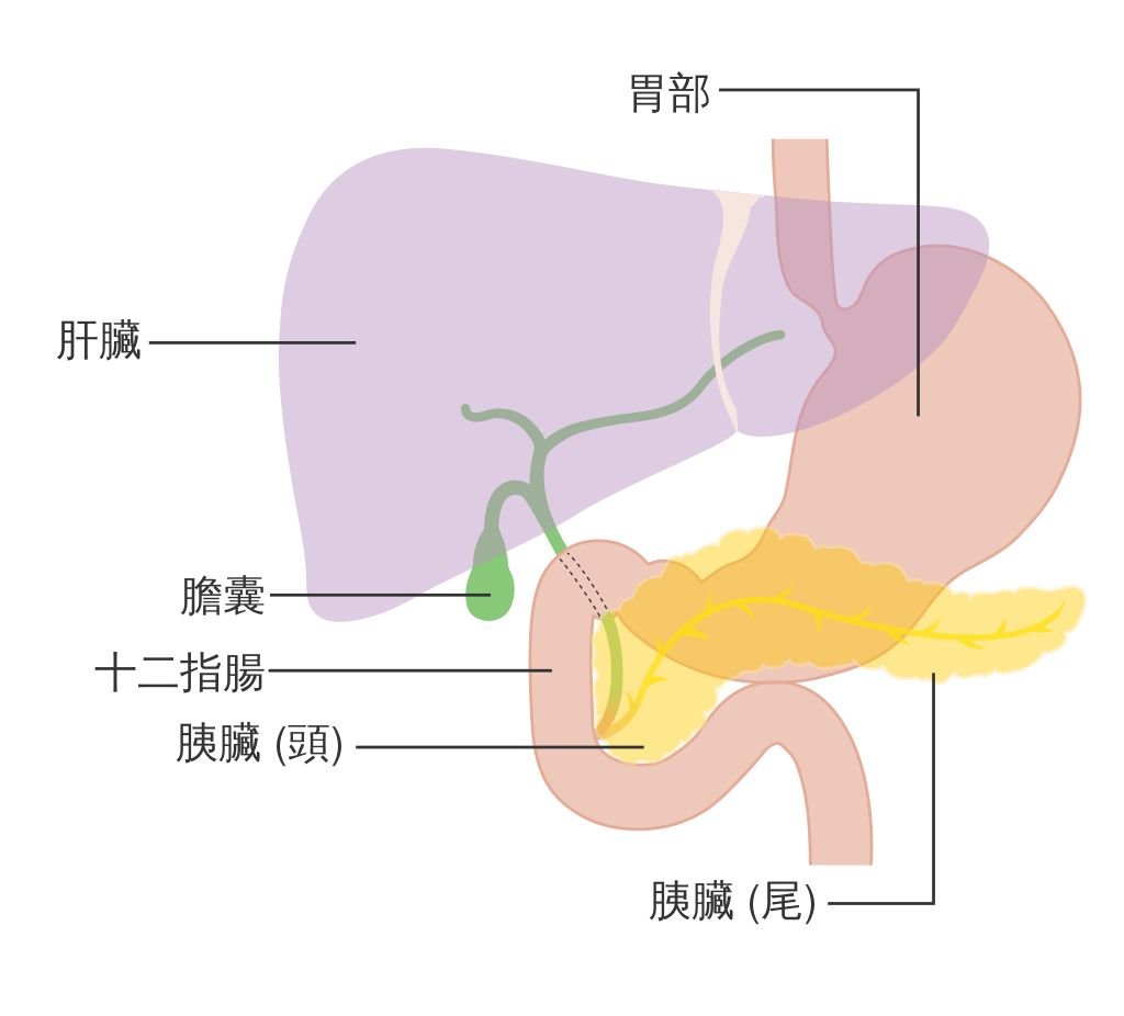早期胰臟癌偵測 台大醫AI系統準確率近9成