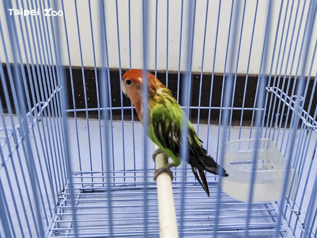 北市動物園成棄養點  若帶疫病恐「團滅」