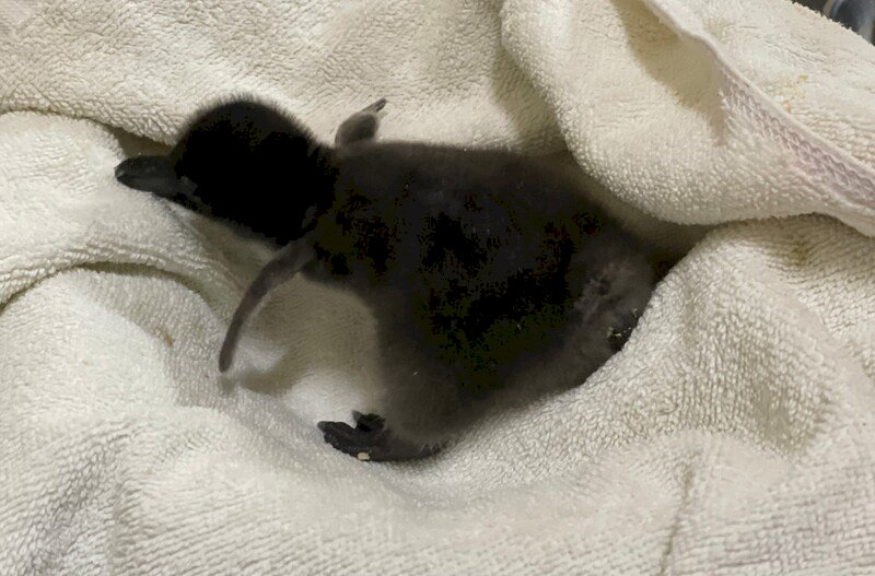 屏東海生館企鵝寶寶誕生 飼育員直呼感動