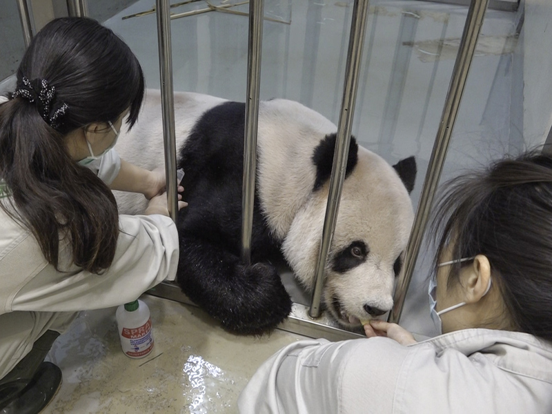 團團預後不佳 北市動物園申請陸專家來台協助