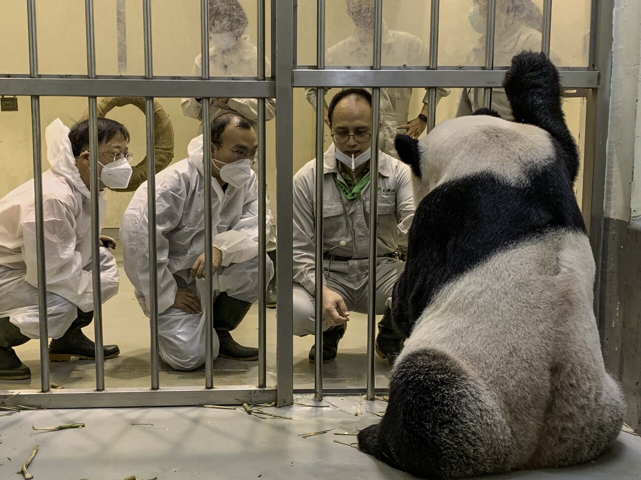 陸專家順利探視團圓一家  北市動物園感謝中央協助