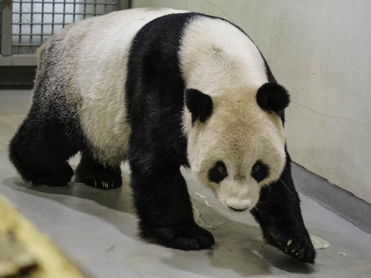 團團病逝 園方擬製成立姿標本、辦紀念活動