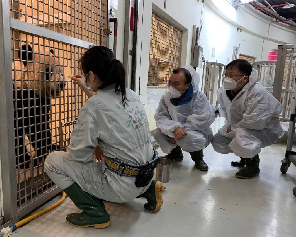 陸大貓熊專家：團團狀況有改善  園方照顧用心