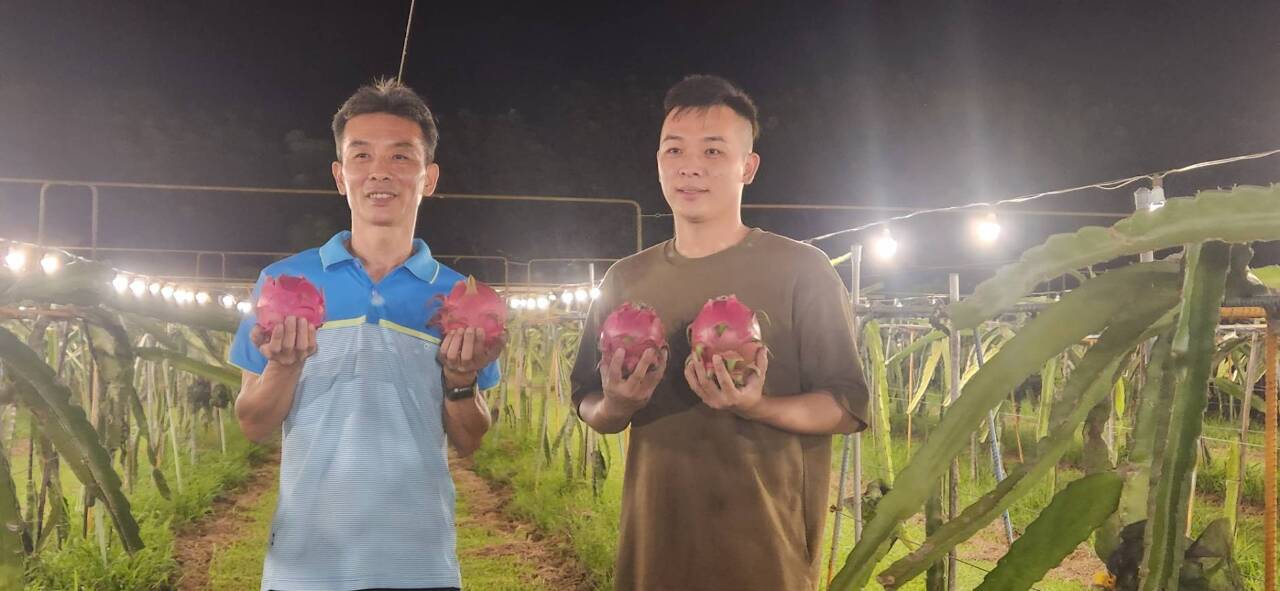牙體技術師夜間化身果農 陳坤信種植火龍果出師