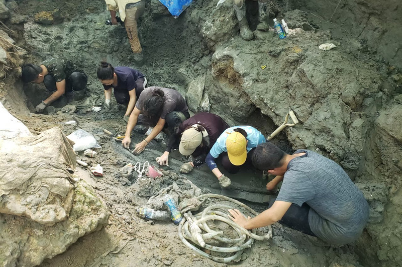 台灣史上最完整鯨魚化石出土 全長超過15公尺距今逾8萬5000年