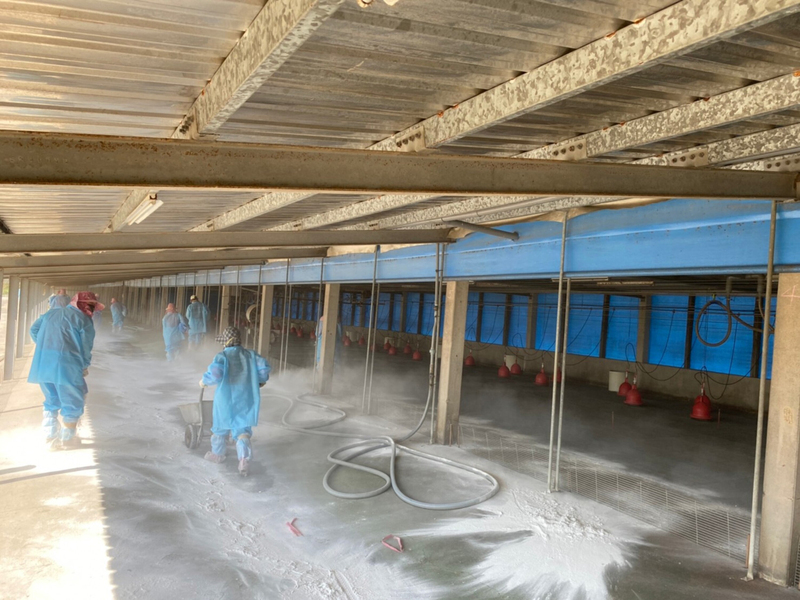 雲林水林鄉傳H5N1禽流感 撲殺逾2萬5千隻肉鴨