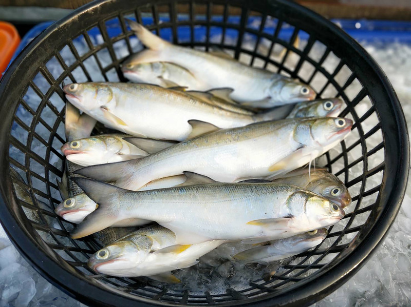 午仔魚與馬友